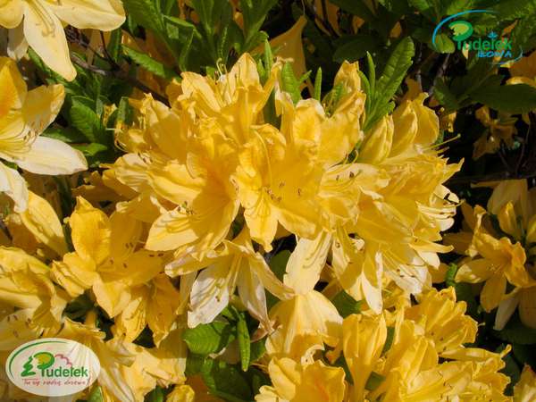 Azalia Comte De Quincey